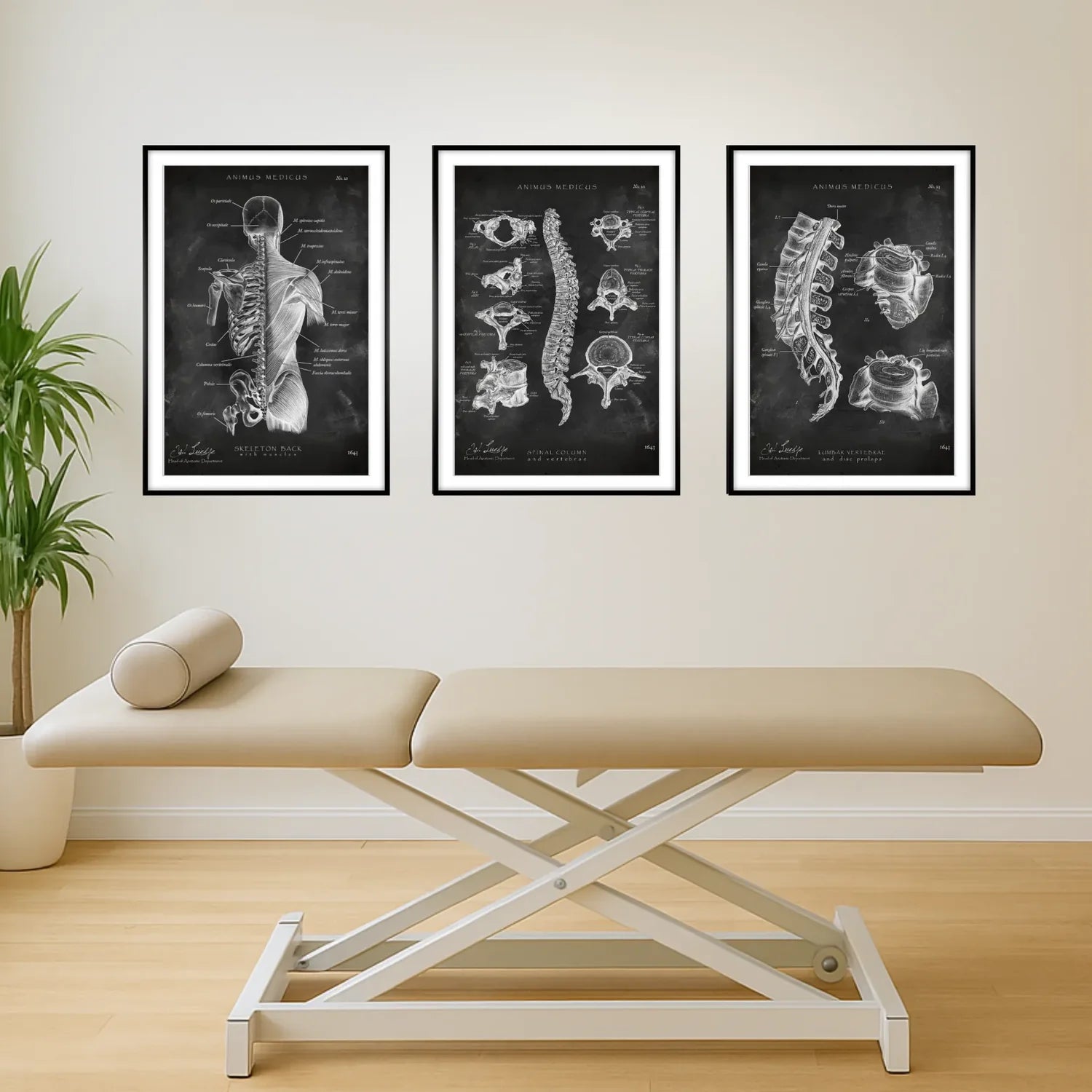Back Anatomy Collection - Chalkboard