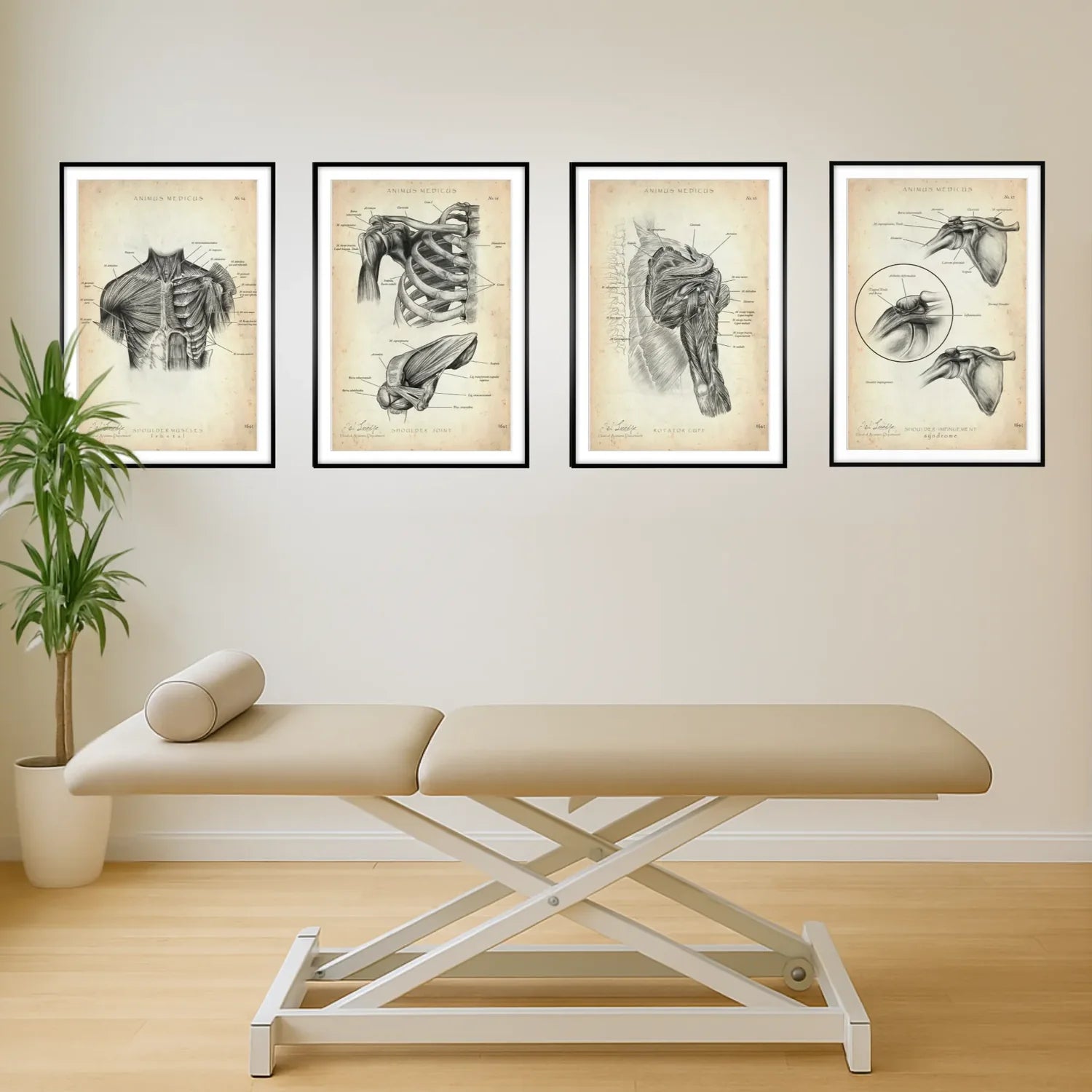 Shoulder Anatomy Collection