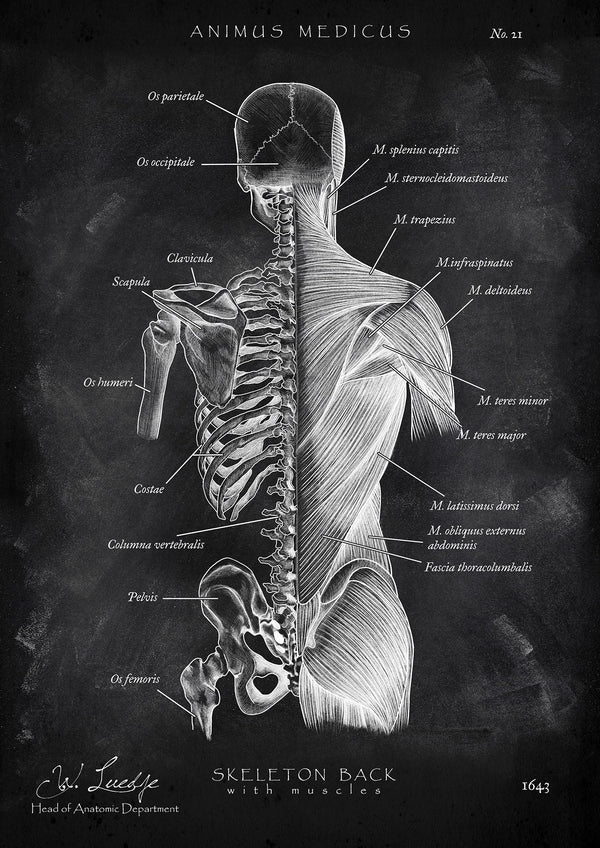 Back Anatomy | Bones and Muscles - Chalkboard