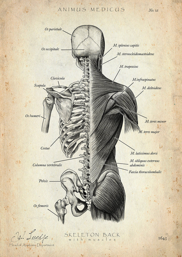 Back Anatomy | Bones and Muscles