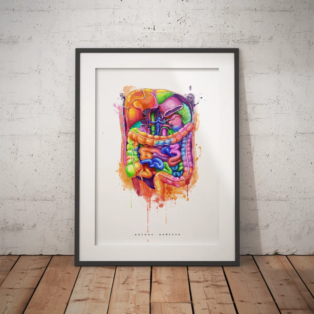Abdomen Anatomy - Rainbow