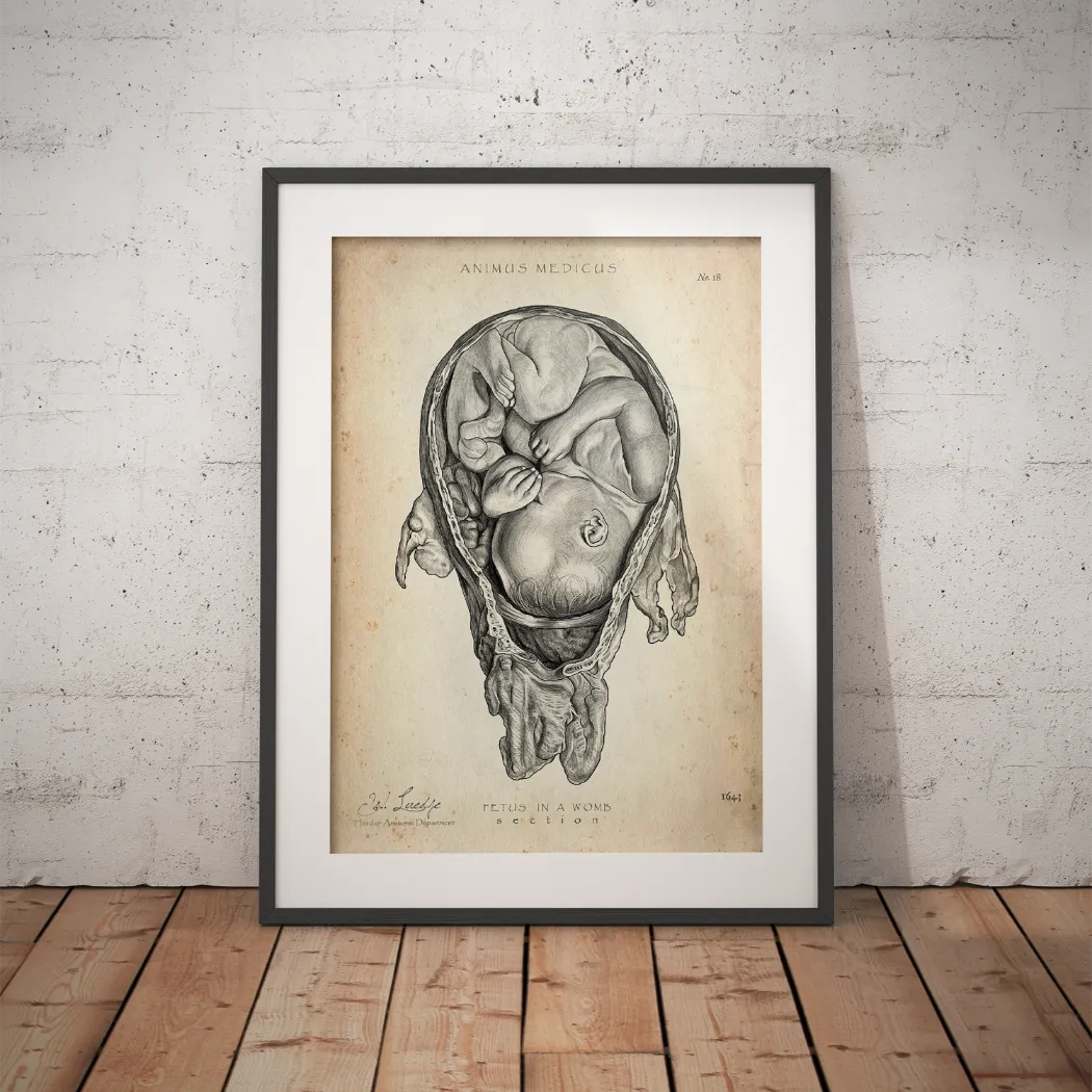 Baby in the Uterus