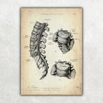 Bandscheibenvorfall Anatomie - Animus Medicus GmbH