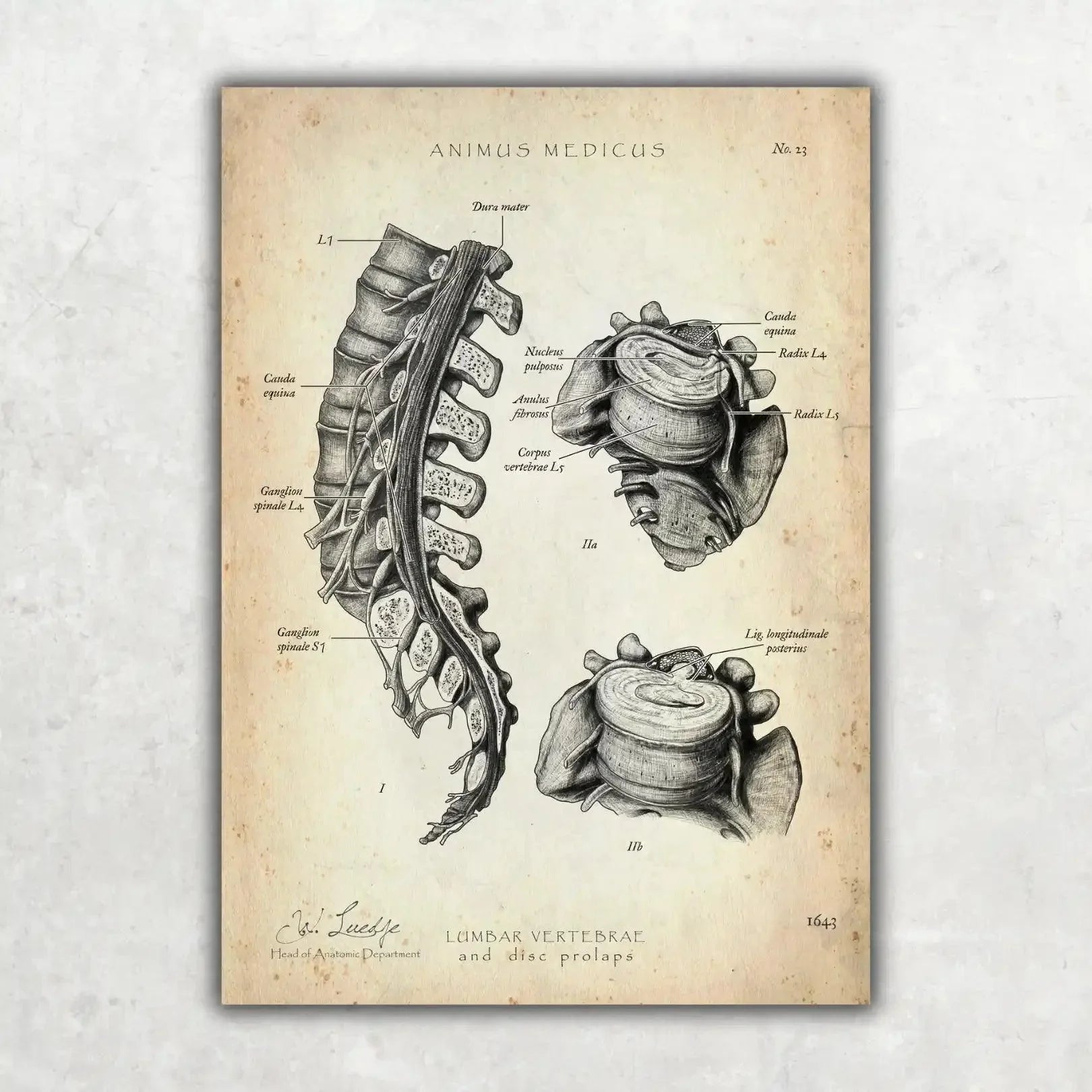 Rücken Anatomie Sammlung