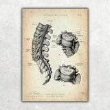 Rücken Anatomie Sammlung