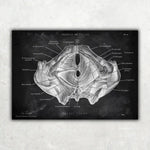 Beckenboden Muskulatur - Chalkboard - Animus Medicus GmbH