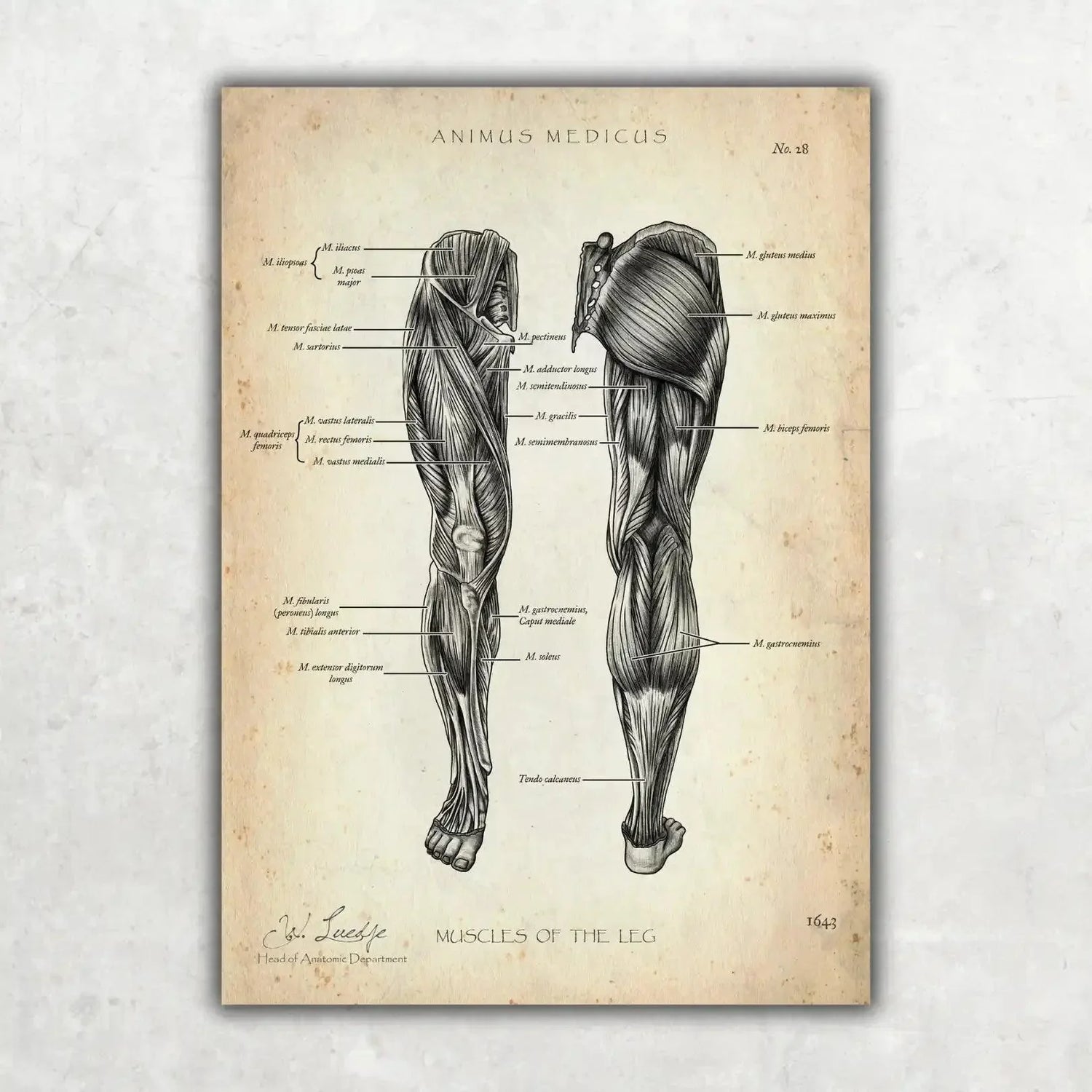 Knee Anatomy Collection