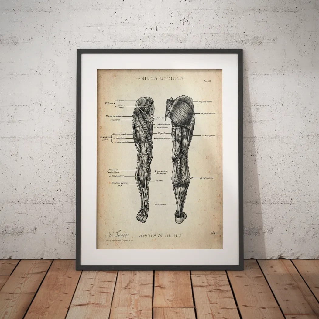 Leg Musculature Anatomy