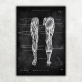 Beinmuskulatur Anatomie - Chalkboard - Animus Medicus GmbH