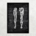 Beinmuskulatur Anatomie - Chalkboard - Animus Medicus GmbH