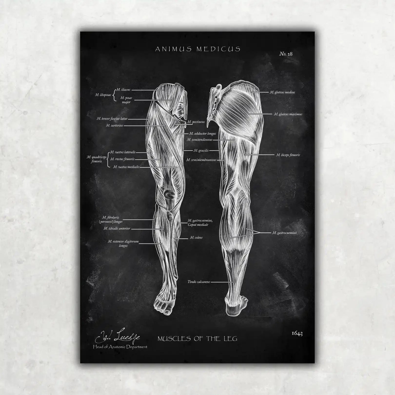 Beinmuskulatur Anatomie - Chalkboard - Animus Medicus GmbH