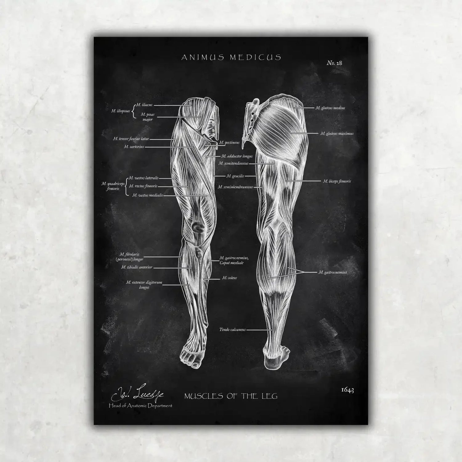 Knee Anatomy Collection - Chalkboard
