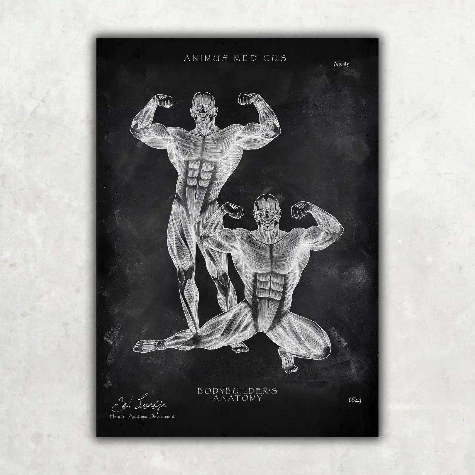 Bodybuilder Anatomie Poster - Chalkboard - Animus Medicus GmbH