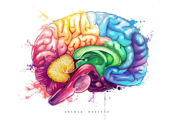 Brain Anatomy - Rainbow
