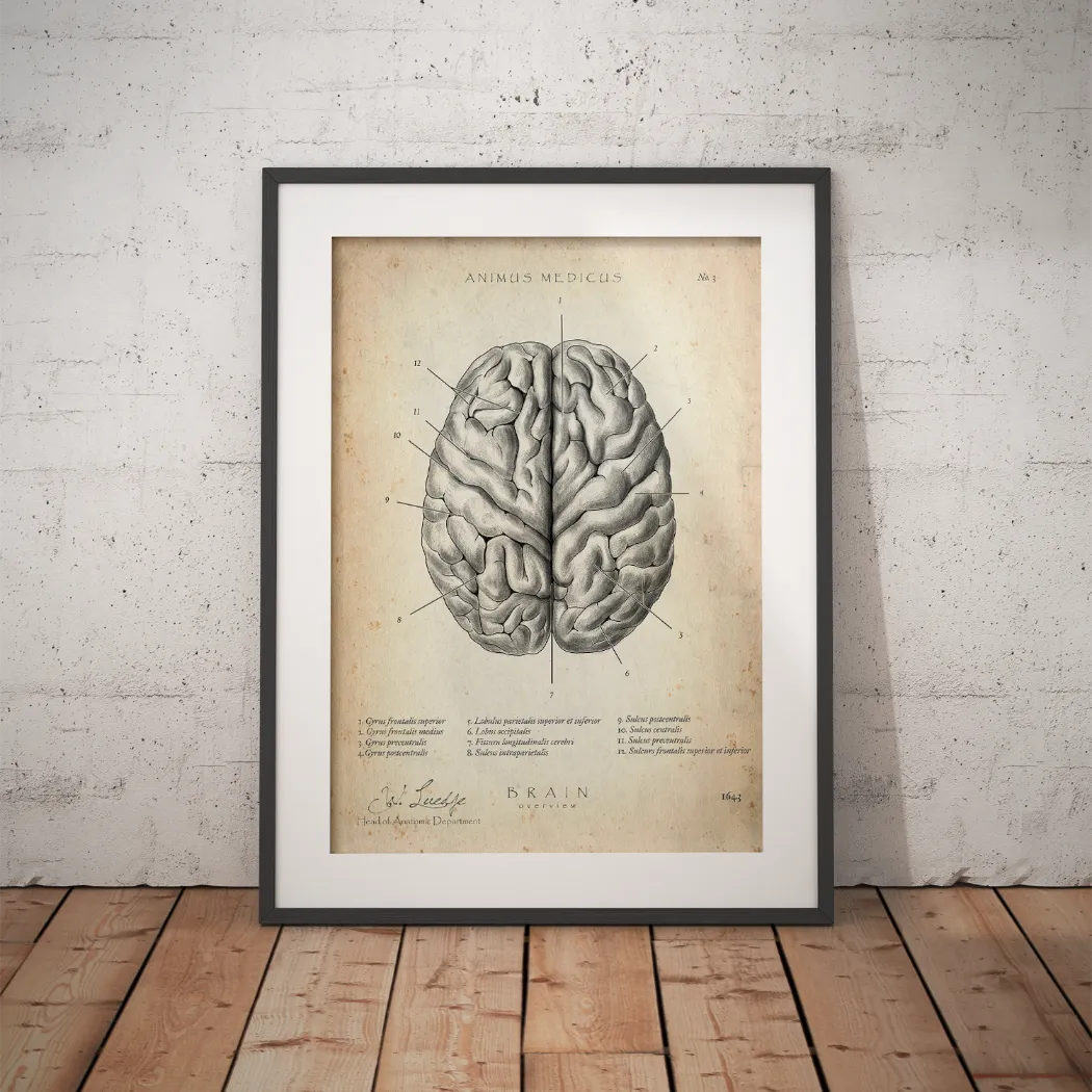 The Human Brain