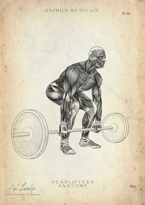 Deadlift Anatomy Poster