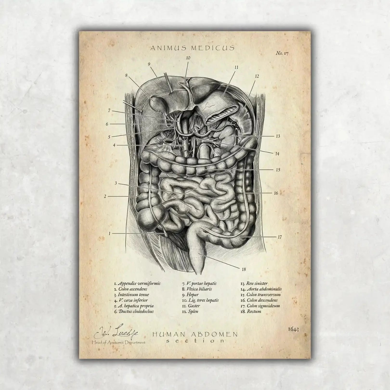 Der Bauch im Schnitt - Animus Medicus GmbH