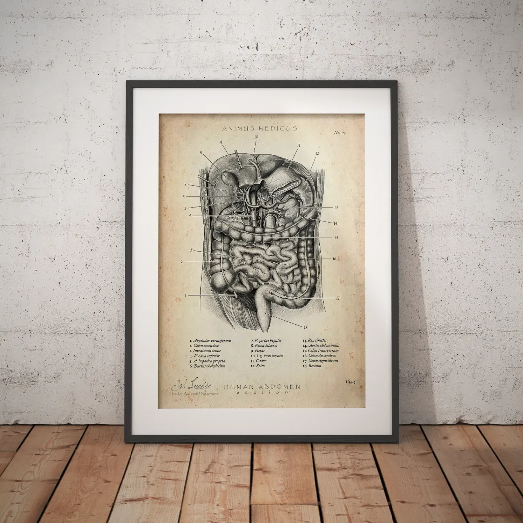 The Belly in Cross-Section