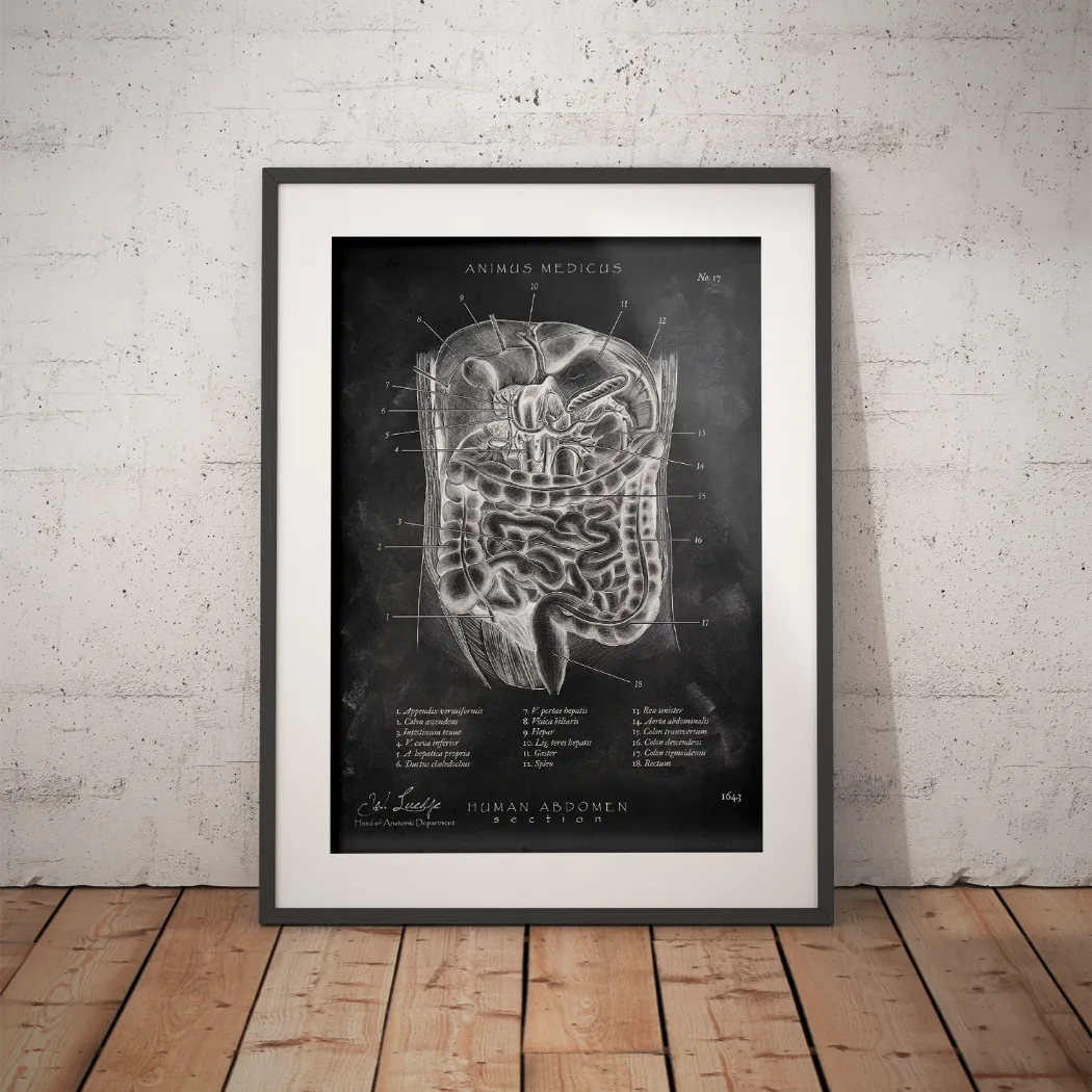 The belly in cross-section - Chalkboard