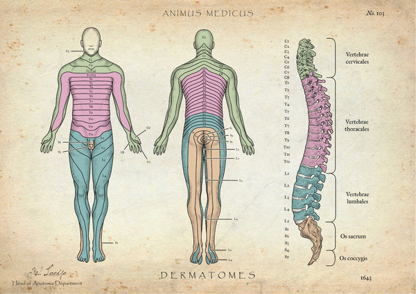 Dermatomes