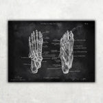 Fuß Anatomie | Knochen und Muskeln - Chalkboard - Animus Medicus GmbH