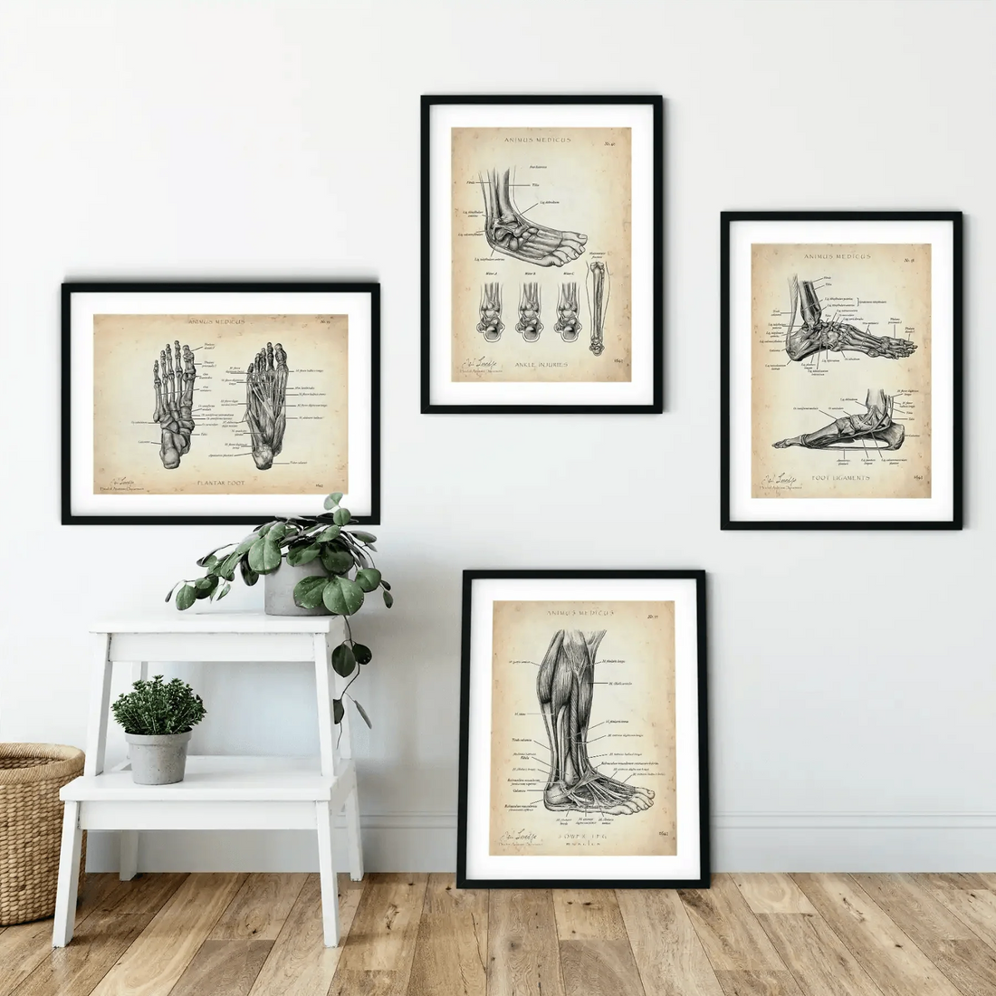 Fuß Anatomie Sammlung - Animus Medicus GmbH