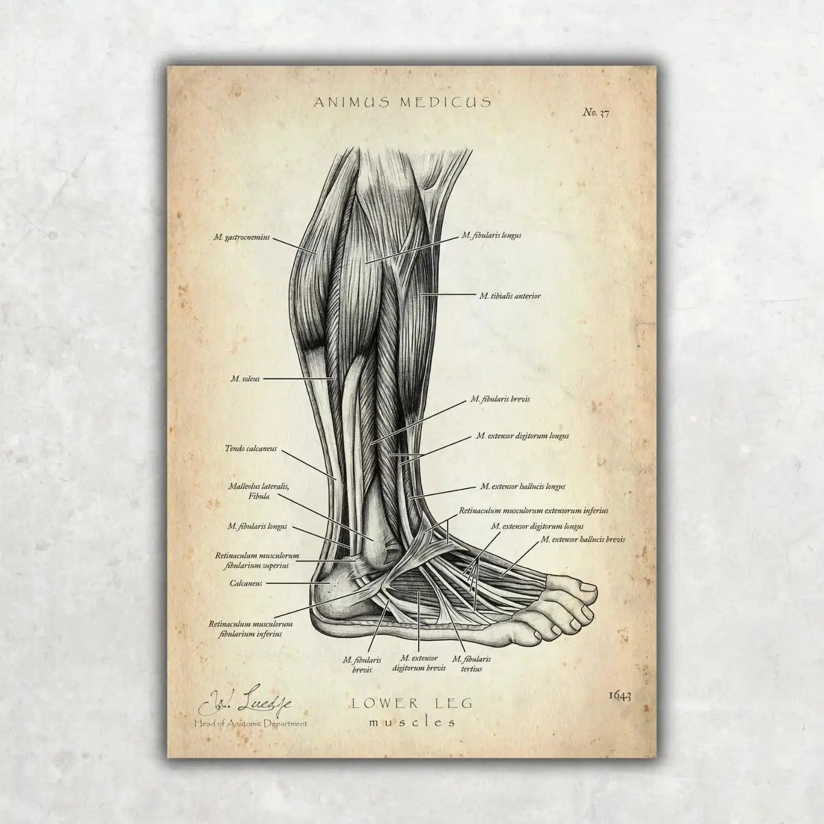 Fuß Anatomie Sammlung - Animus Medicus GmbH