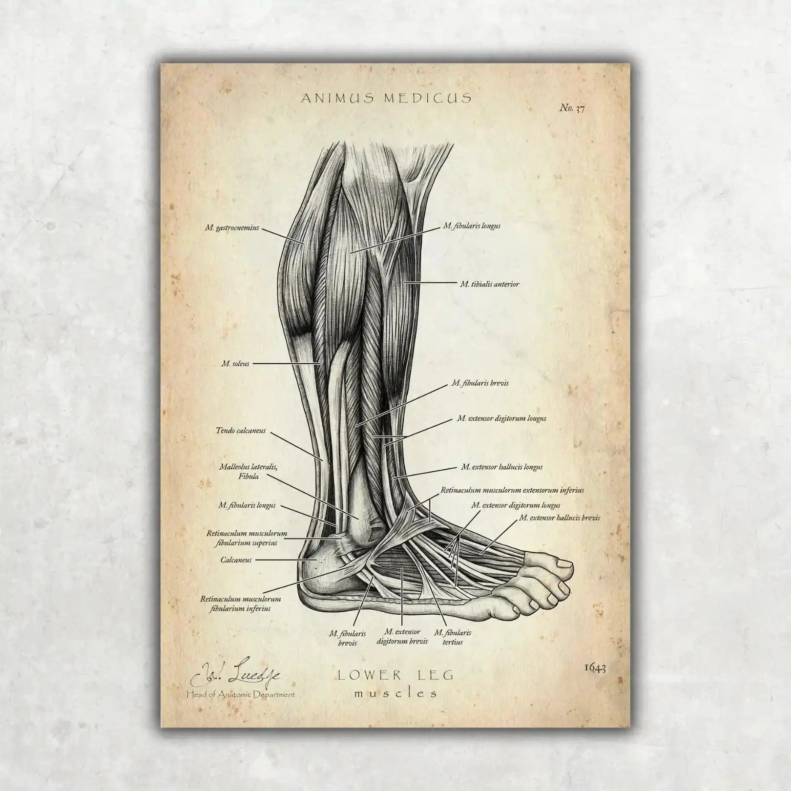 Fuß Anatomie Sammlung - Animus Medicus GmbH