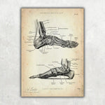 Fuß Anatomie Sammlung - Animus Medicus GmbH