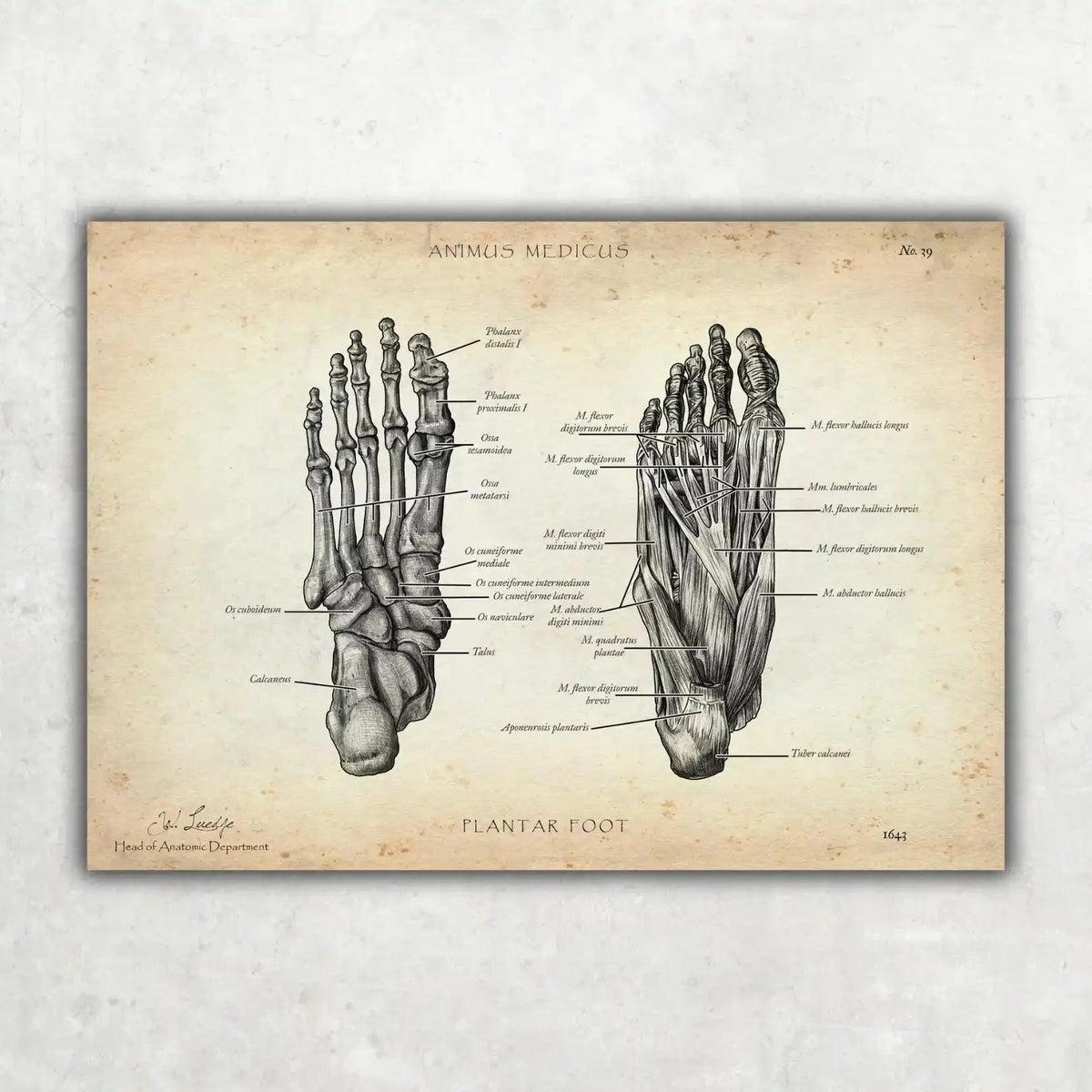 Fuß Anatomie Sammlung - Animus Medicus GmbH