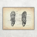 Fuß Anatomie Sammlung - Animus Medicus GmbH