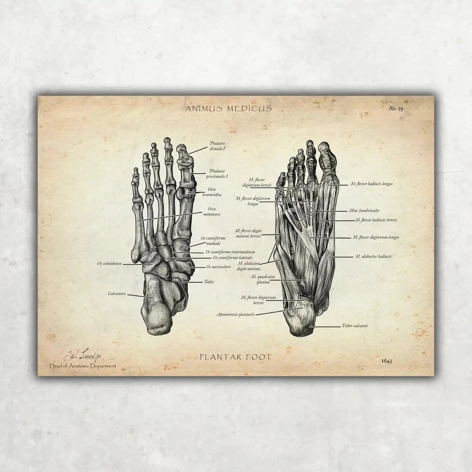 Fuß Anatomie Sammlung - Animus Medicus GmbH