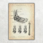Fuß Anatomie Sammlung - Animus Medicus GmbH