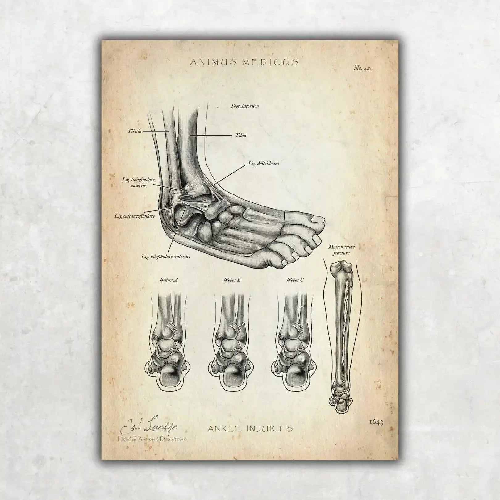 Fuß Anatomie Sammlung - Animus Medicus GmbH