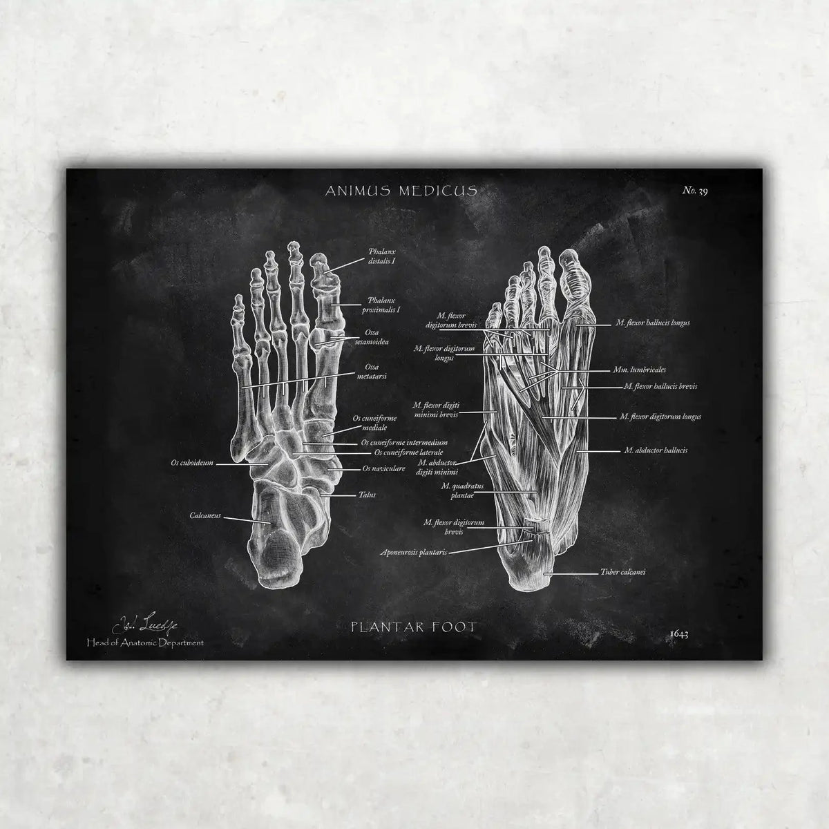 Fuß Anatomie Sammlung - Chalkboard - Animus Medicus GmbH