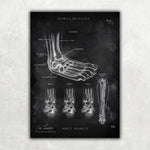 Fuß Anatomie Sammlung - Chalkboard - Animus Medicus GmbH
