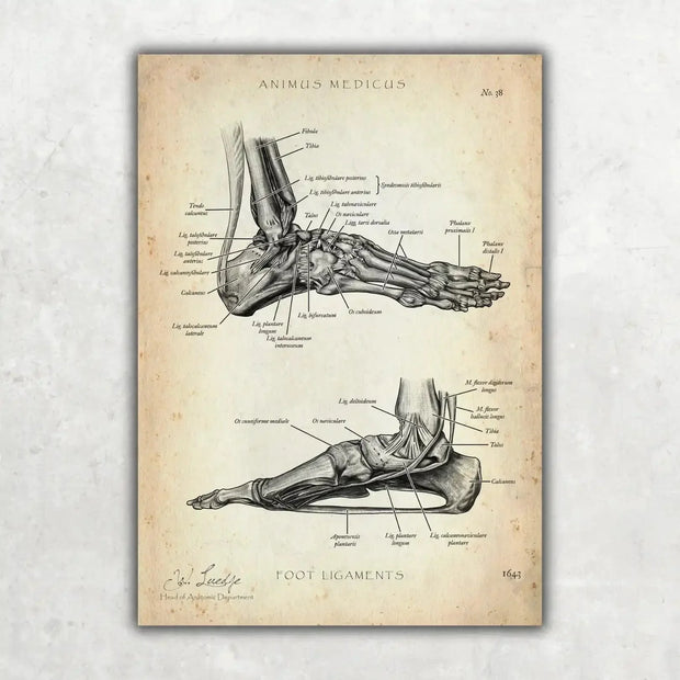 Foot Ligaments Anatomy poster, vintage style
