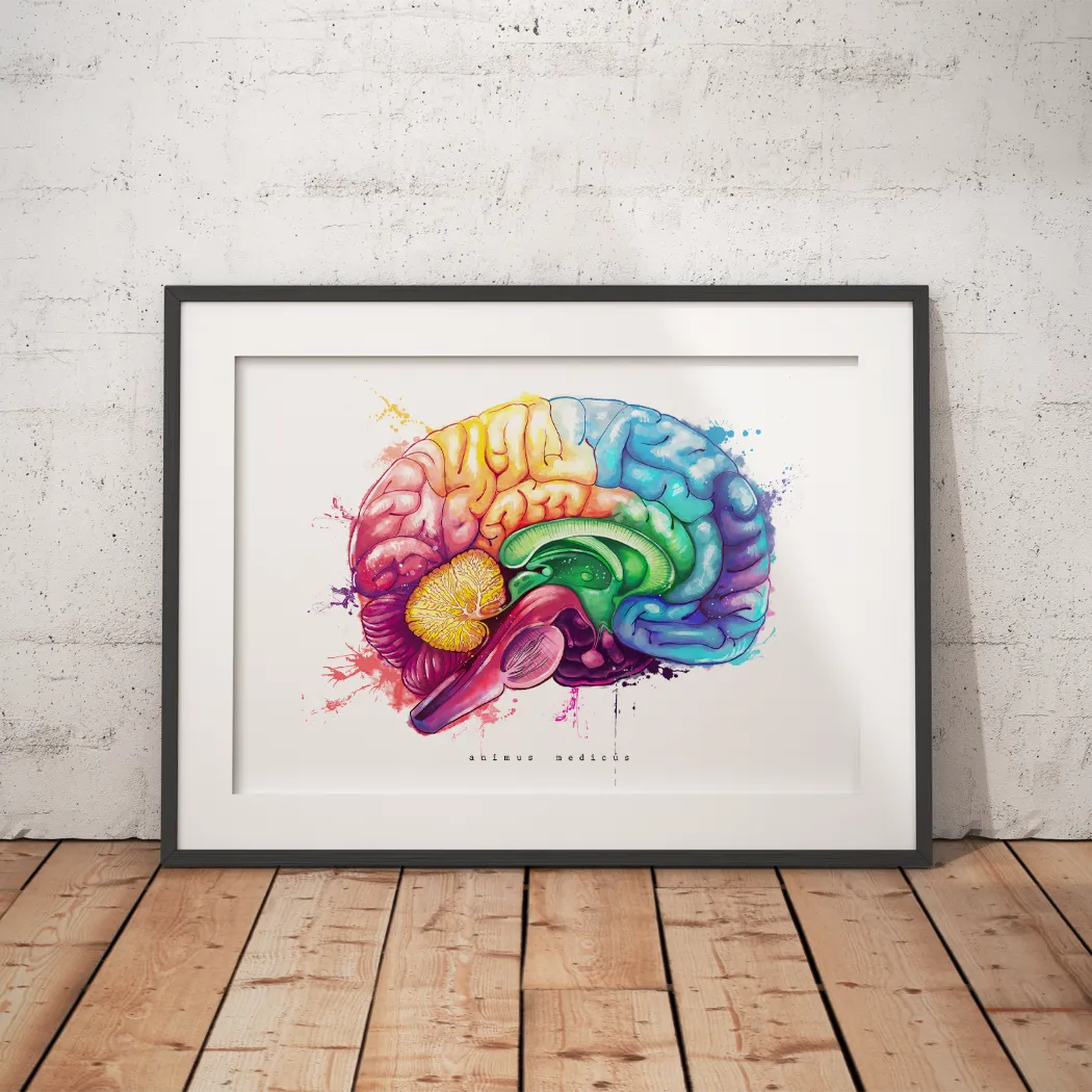 Brain Anatomy - Rainbow