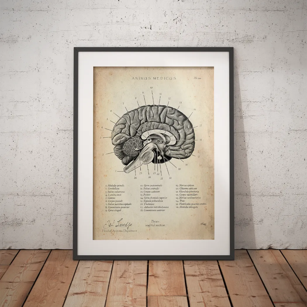 Brain in Sagittal Section