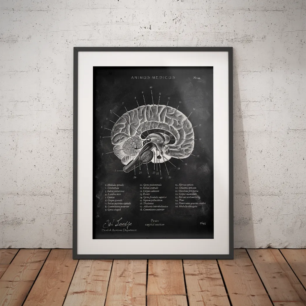 Brain in Sagittal Section - Chalkboard