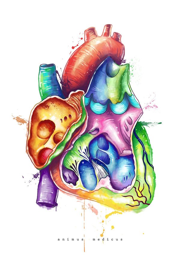 Heart in Cross Section Anatomy - Rainbow