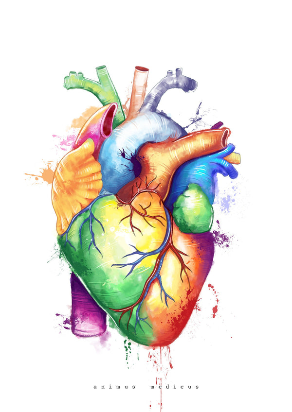 Heart Anatomy - Rainbow