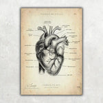 Herz Anatomie - Animus Medicus GmbH