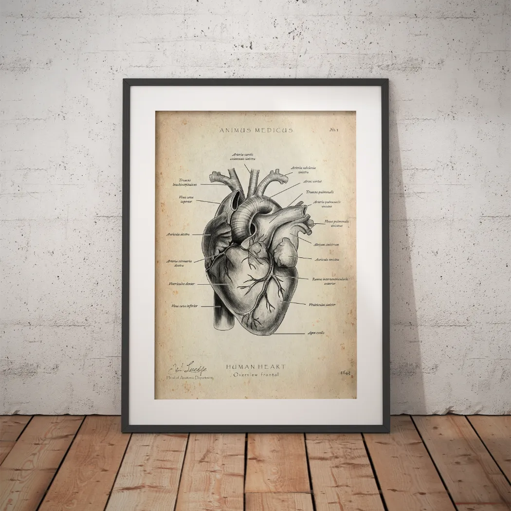 Heart Anatomy