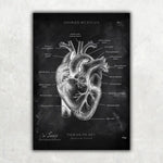 Herz Anatomie - Chalkboard - Animus Medicus GmbH
