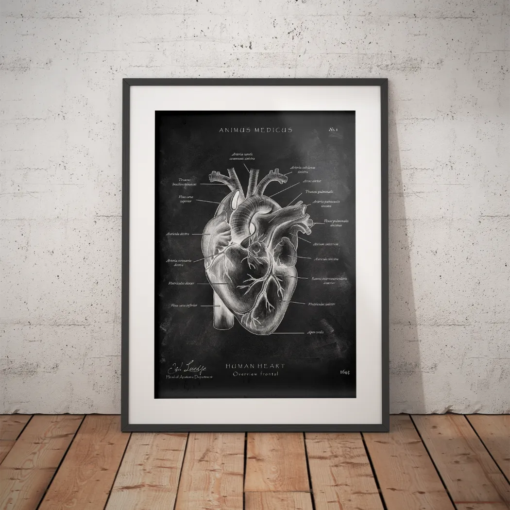 Heart Anatomy - Chalkboard