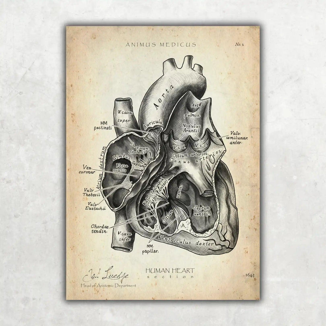 Vintage anatomy pictures of Animus kind wall as – GmbH Medicus decoration a special