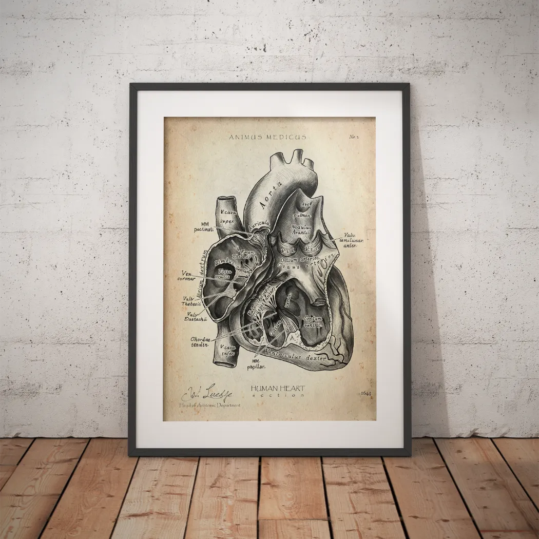 Heart Section
