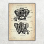 Hüftgelenk Anatomie - Animus Medicus GmbH