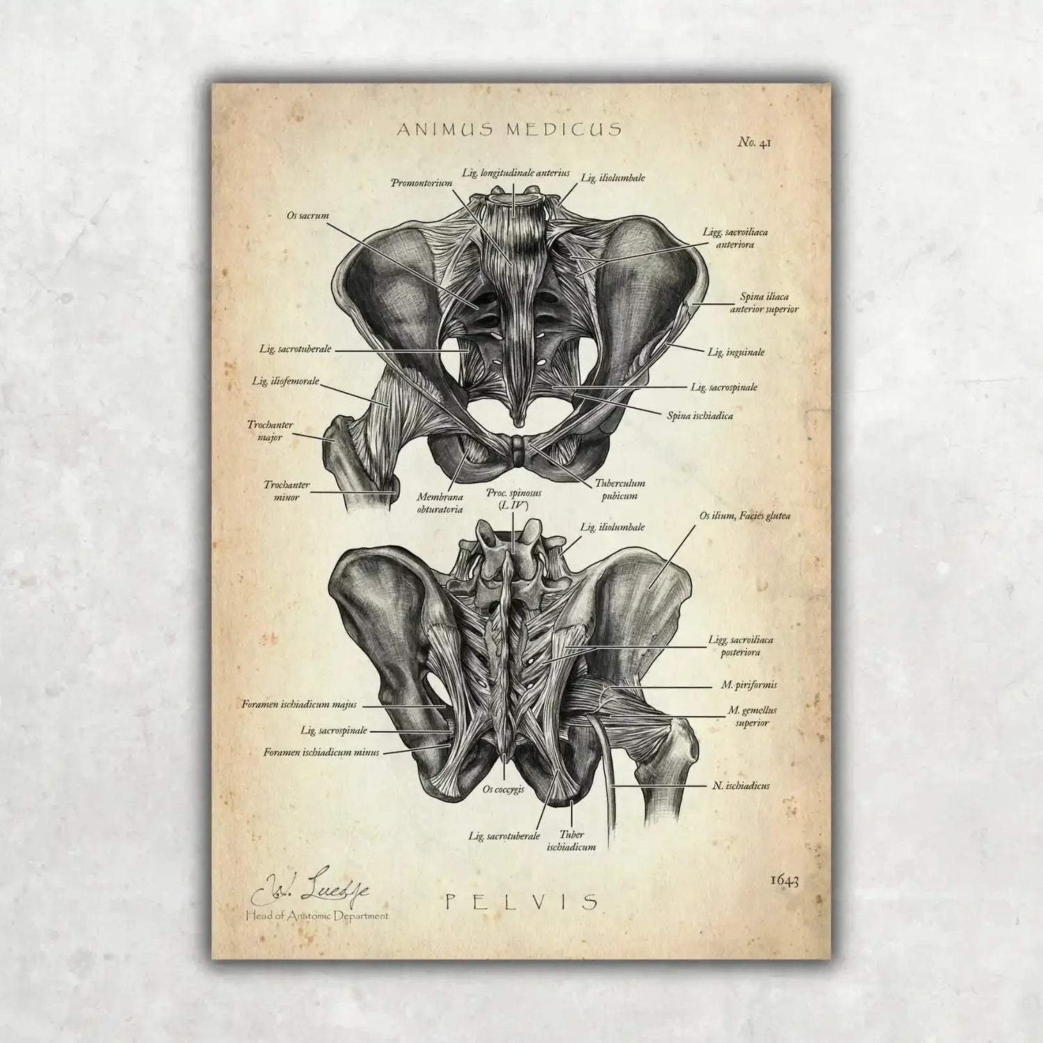 Basin Anatomy Collection